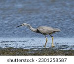 White-faced Heron (Egretta novaehollandiae) patrolling the shoreline at low tide with water in background.
