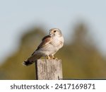 Small photo of Nankeen Kestrel (Falco enchroides) perched on a wood fence post with bokeh blue sky and green foliage background at Maitland new South Wales Australia