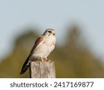 Small photo of Nankeen Kestrel (Falco enchroides) perched on a wood fence post with bokeh blue sky and green foliage background at Maitland new South Wales Australia