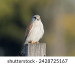 Small photo of Nankeen Kestrel (Falco cenchroides) perched on a timber fence post with bokeh background at Maitland New South Wales Australia