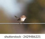 Small photo of Superb Fairywren (Malurus cyaneus) perched on a wire fence with bokeh background at Maitland New South Wales Australia