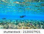 Small photo of Sohal surgeonfish (Acanthurus sohal) or sohal tang, is a Red Sea endemic. Sohal surgeonfish on coral reef in the Red sea in Ras Mohammed national park. Sinai peninsula in Egypt