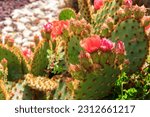 Prickly pear cactus (Opuntia) with red flowers