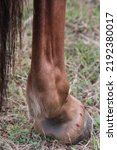 Small photo of Horses hind leg showing slight swelling in the fetlock. Possibly wind galls. Equestrian