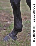 Small photo of Horses front leg, showing the canon bone, fetlock, pastern, coronet and hoof.
