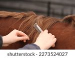 Small photo of Horse having mane pulled. Technique to shorten a horses mane. Grooming Equestrian