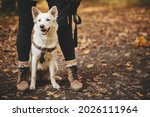 Small photo of Cute dog sitting at owner legs in autumn woods. Traveling with pet, loyal companion. Adorable white swiss shepherd dog hiking with young woman hipster in fall forest. Travel and Wanderlust