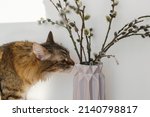 Cute tabby cat smelling willow branches close up in sunny light in room. Happy Easter ! Pet and spring holiday decor. Maine coon sniffing blooming pussy willow, spring time