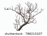 isolated tree on white... | Shutterstock . vector #788213107