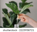 Small photo of Propagating Fiddle Leaf Fig. Female hand hold rooted cutting of ficus lyrata with roots and glass bottle with water. How to propagate fiddle leaf fig tree, urban gardening concept.