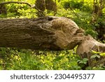 A Tree Cut Down By Beavers...