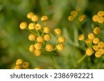 Small photo of Plants with yellow, button-shaped inflorescences Common tansy(Tanacetum vulgare L.).A mosquito sitting on a yellow semi-circular inflorescence of a wild plant blooming among the grass.