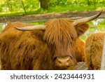 Small photo of A curious and friendly Scottish Highland cow with long horns on the bank of a pond.Sympathetic shaggy cows on the bank of a reservoir on a May afternoon.