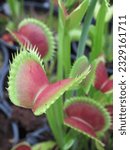 Small photo of Captivating traps of the dionaea plant ensnare curious insects, showcasing nature's ingenuity in a graceful embrace