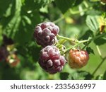 Small photo of Marvel at the sight of these luscious purple raspberries, dangling gracefully from the bush. A true delight for both eyes and taste buds.