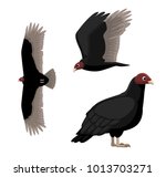 Turkey Vulture Cartoon Poses...