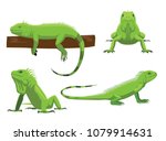 Cute Green Iguana Poses Cartoon ...