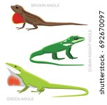 Lizard Anole Set Cartoon Vector ...
