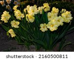 Small photo of Narcissus Sunny Side Up, Narcissus poeticus