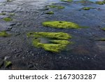 Algae Covered Rock Formations...