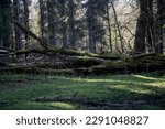 Moss Covered Fallen Tree Trunks ...