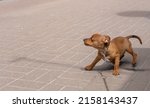 Small photo of Little cute dog on street looking scared worried alert frightened afraid wide eyed uncertain anxious uneasy distressed nervous tense. copy-paste space. cruelty to animals