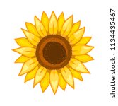 sunflower. isolated flower on... | Shutterstock . vector #1134435467