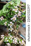 Small photo of Malpighia is a genus of flowering plants in the nance family, Malpighiaceae. It contains about 45 species of shrubs or small trees, all of which are native to the American tropics