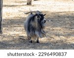 Dutch goat, big horns, big beard, black and white fur, looking to the camera
