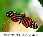 Small photo of Eueides Isabella butterfly on a branch