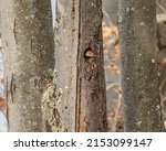 A Red Bellied Woodpecker ...