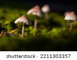 Inedible mushroom common mycena, also known as the common bonnet, the toque mycena or the rosy-gill fairy helmet (Mycena galericulata). Group of mushrooms. Czech Republic, Pilsen region