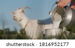 Farmer Pours Goat's Milk Into...