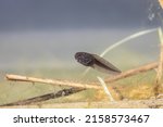 Small photo of A young tadpole of the grass frog swims through the light shallow water in the pond, Rana temporaria