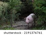 Small photo of Happy smiling pink domestic pig, free range, small wallow, water hole, mud, Sus scrofa, in particularly animal-friendly husbandry, environment, organic farm, outside, outdoors