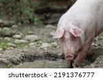 Small photo of Pink domestic pig, free range, small wallow, water hole, mud, Sus scrofa, in particularly animal-friendly husbandry, environment, organic farm, outside, outdoors
