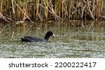Coot Water Bird Swimming In...