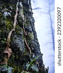 Small photo of photomacro of a sward of a tree full of moss and climbing leaves
