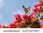 Small photo of Butterfly eueides Isabella or Isabella longwing or Isabella heliconian with yellow orange and black wings on flowers of Bougainvillea glabra or lesser bougainvillea or paperflower beautiful flowers