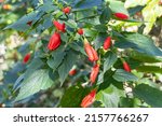 Small photo of Red flowers of Malvaviscus arboreus (hibiscus, wax mallow, Turk’s cap, Turk’s turban, sleeping hibiscus, manzanilla, manzanita, ladies teardrop, Scotchman’s purse) with green leafs in the park