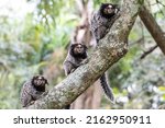 Monkeys on a tree. Several monkeys are watching from the tree. Little monkey marmoset. The smallest primates. humanoid apes. Funny, fluffy, cute monkeys.