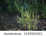 Small photo of green branches of ragweed, flowers that cause allergies, allergen, blooming ragweed