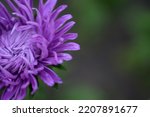 Purple Aster Flower Close Up ...