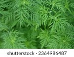 Small photo of green branches of ragweed, flowers that cause allergies, allergen, blooming ragweed