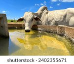 Nellore beef cattle drink water ...