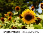 Sunflowers In Full Bloom Under...
