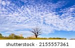 The "lone Tree" Under A Sky Of...