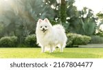 Small photo of White Pomeranian enjoying her morning outing in a park surrounded by greenery in Singapore.