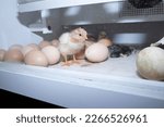 Small photo of newly born chicks in the incubator. one black and two yellow chicks. the first steps of the newly hatched chick in the incubator. the newborn chick stood on its own feet for the first time.
