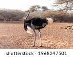 Beautiful Ostrich In The...